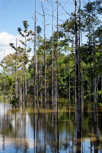 Flooded forest and its reflection on the river