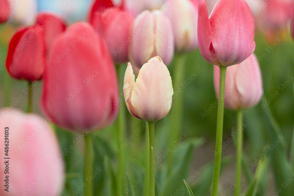 Fototapeta premium Beautiful colorful tulips at the tulip festival. Beauty of nature. Spring, youth, growth concept.