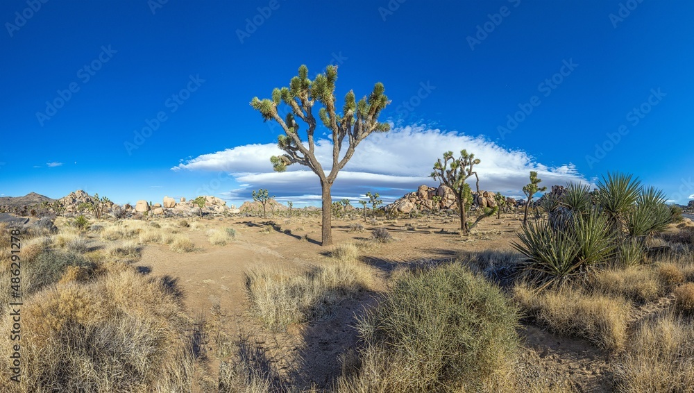 Joshua, nature, national park, california, rock, tree, park, us, beauty, countryside, blue, hill, joshua, natural, north america, stone, mojave, sky, geologic, heaven, landscape, vale, mountain, wilde