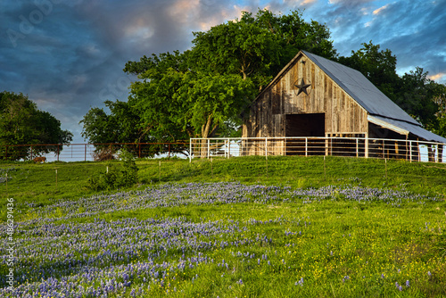 Barn and Bluebonnets photo