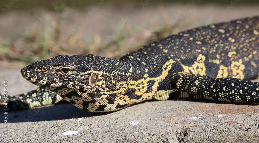 Nile Monitor, Kruger National Park Nile Monitor, Kruger National Park