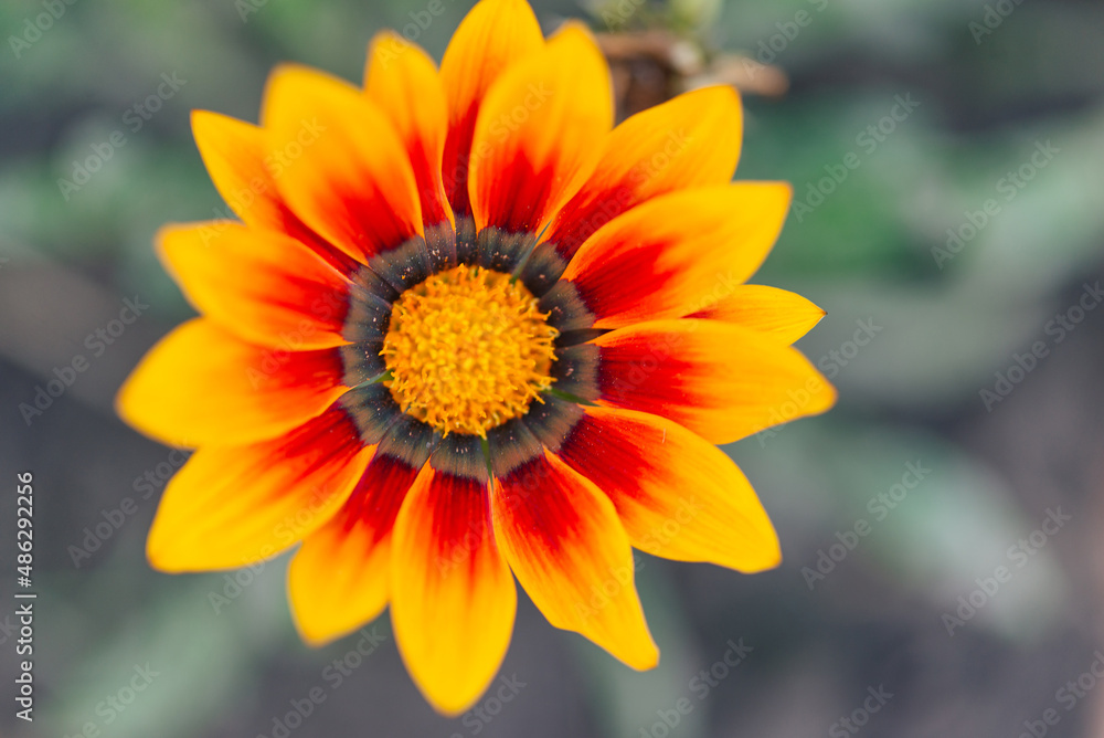 close-up photo of a beautiful garden gazania flower (Gazania linearis) close-up photo of a beautiful garden gazania flower (Gazania linearis)
