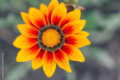 close-up photo of a beautiful garden gazania flower  Gazania linearis  