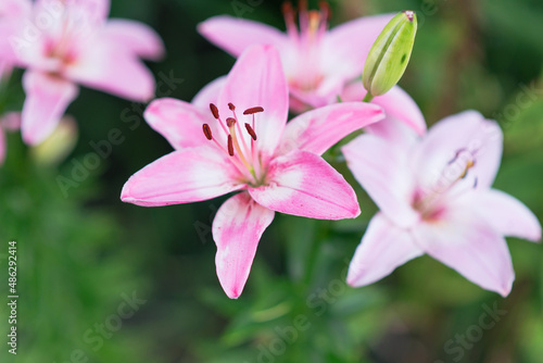 Beautiful lily flower on a background of green leaves. Lily flowers in the garden. Spring floral background. 