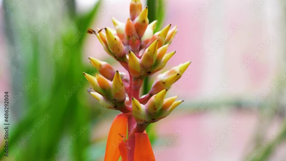 4K Cinematic nature slow motion shot of an exotic plant, at the botanical garden in Montreal, Canada. 4K Cinematic nature slow motion shot of an exotic plant, at the botanical garden in Montreal, Canada.