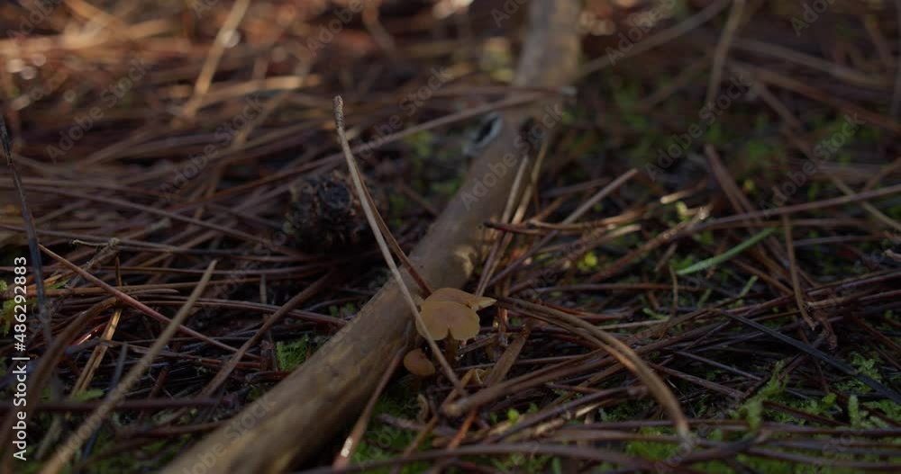 Young Mushrooms Growing On The Ground With Rotting Plants Stems And Branches. - Closeup Shot Young Mushrooms Growing On The Ground With Rotting Plants Stems And Branches. - Closeup Shot