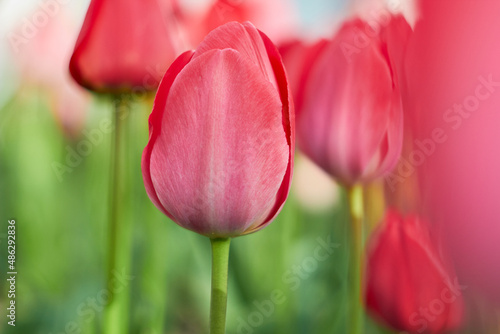 Beautiful colorful tulips at the tulip festival. Beauty of nature. Spring, youth, growth concept.
