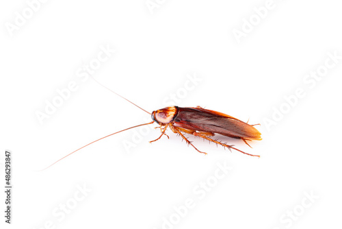 cockroach isolated on white background © natrot