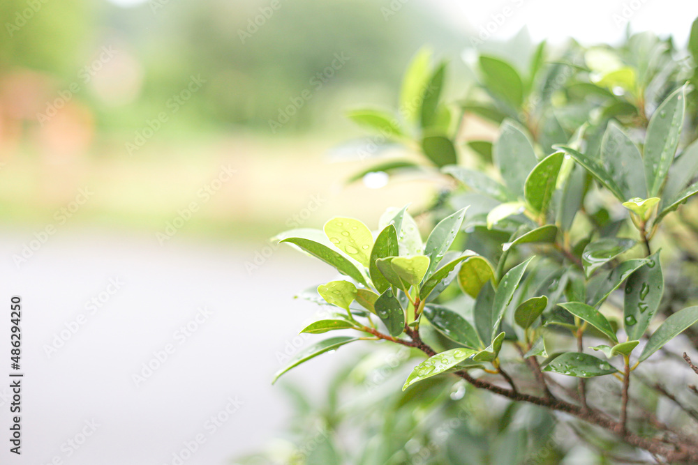 leaf leaf