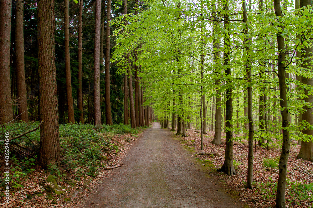 Fototapeta premium Deciduous and evergreen woodlands divided by a dirt road
