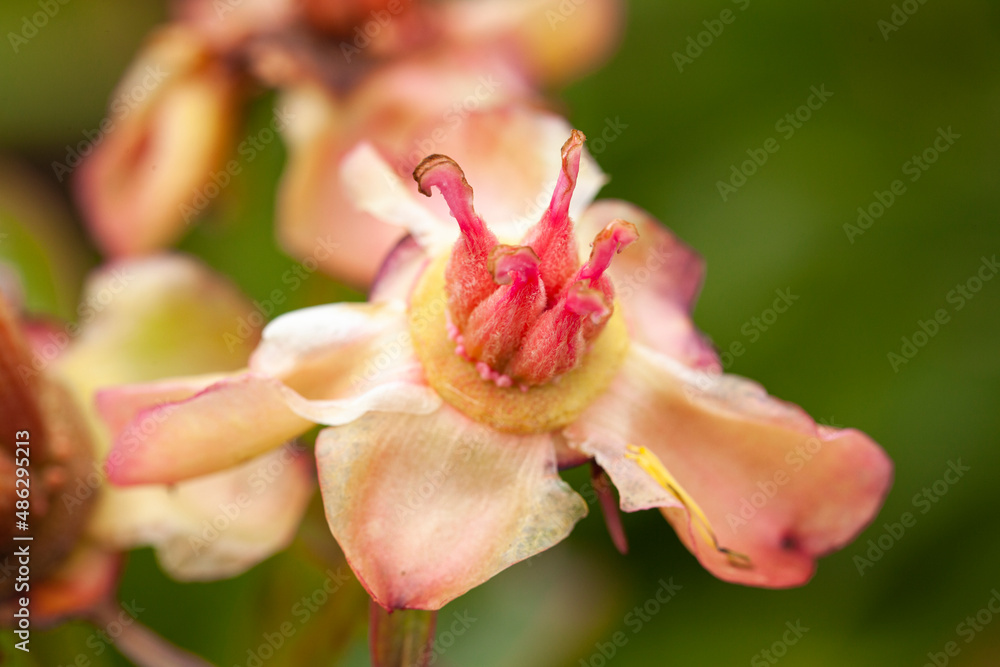 Fototapeta premium Végétal