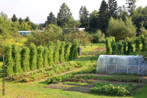 vegetable garden, planted beans growing on poles, beds with growing vegetables, small greenhouse covered with foil, fruit trees, greenery in a summer garden