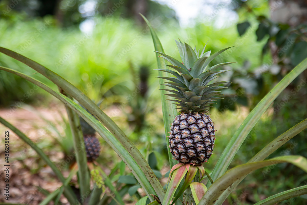 a pineapple starting to ripen on its branch a pineapple starting to ripen on its branch