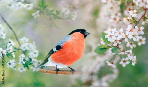 bird red bullfinch sits in spring blooming garden among white cherry branches