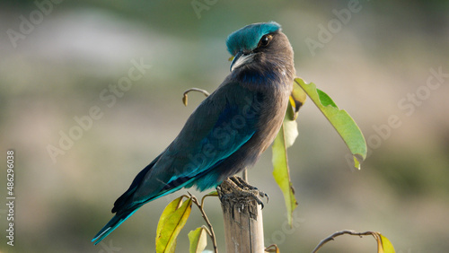 Canvas Print Indian roller,perched on branches looking for food.
