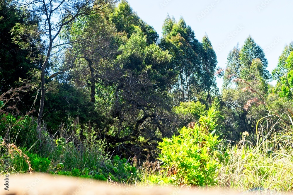 Fototapeta premium Trees next to an escarpment swaying with the wind. 