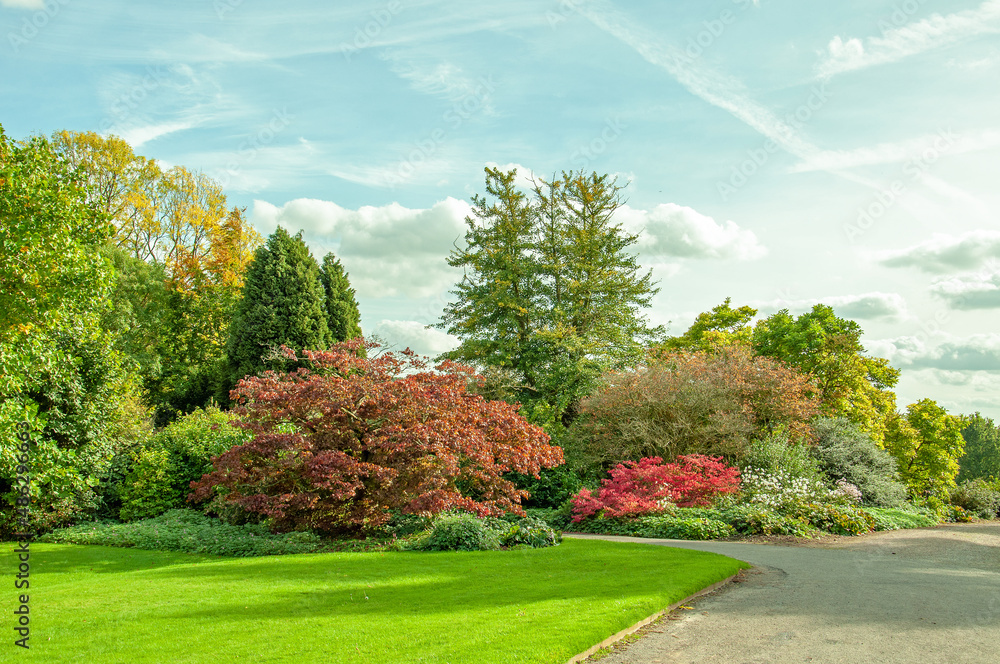 autumn landscape with trees