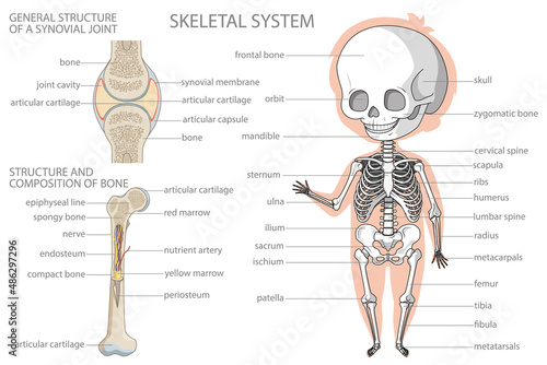 Skeletal system. Biology education banner for kids. Cartoon colorful vector illustration.
