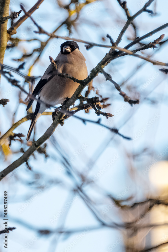 Bullfinches, sparrows, tits peck seeds from the feeder on tree branches in winter Bullfinches, sparrows, tits peck seeds from the feeder on tree branches in winter