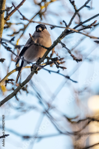 Bullfinches, sparrows, tits peck seeds from the feeder on tree branches in winter