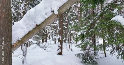 snow falling from a branch in a winter forest - slow motion, snow covered tree