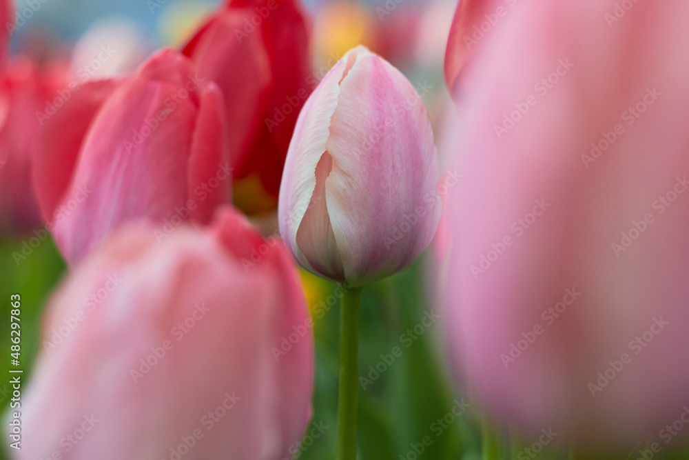 Fototapeta premium Beautiful colorful tulips at the tulip festival. Beauty of nature. Spring, youth, growth concept. 