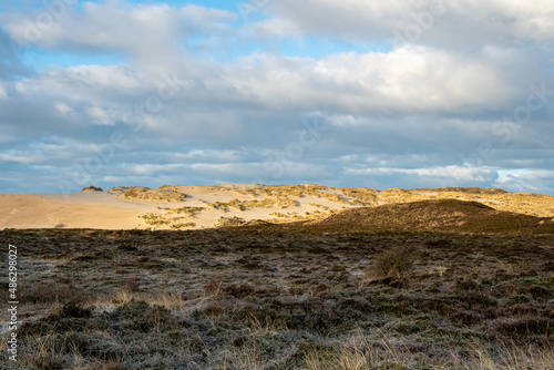 Wanderd  ne in der Abendsonne in der N  he von List Insel Sylt