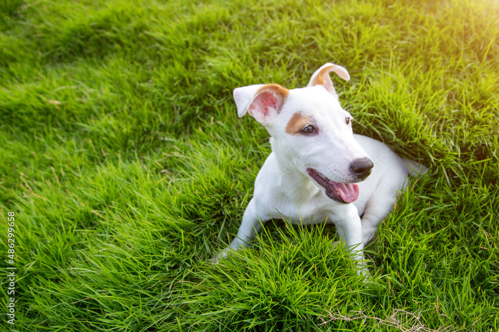 happy Jack russel puppy dog sitting on green grass