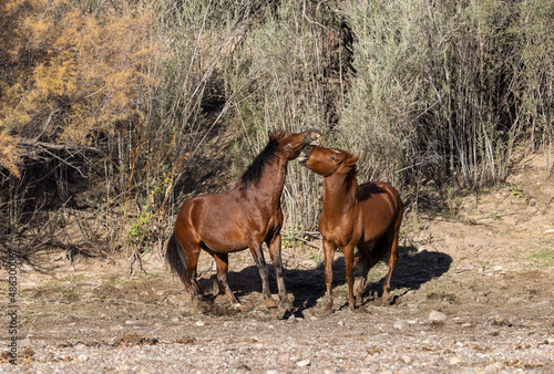 Wild horses Near the Salt River in the Arizona Desert
