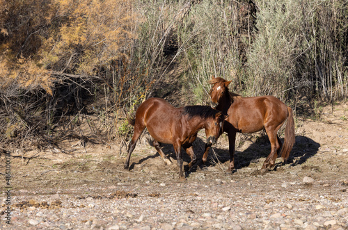 Wild horses Near the Salt River in the Arizona Desert