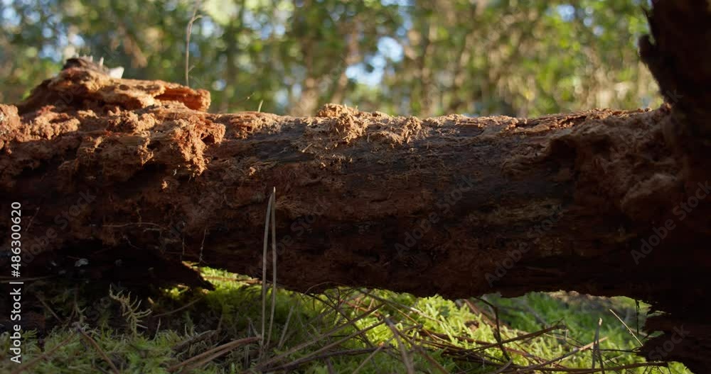 Fallen trunk eaten by termites pine tree forest sunny afternoon Fallen trunk eaten by termites pine tree forest sunny afternoon