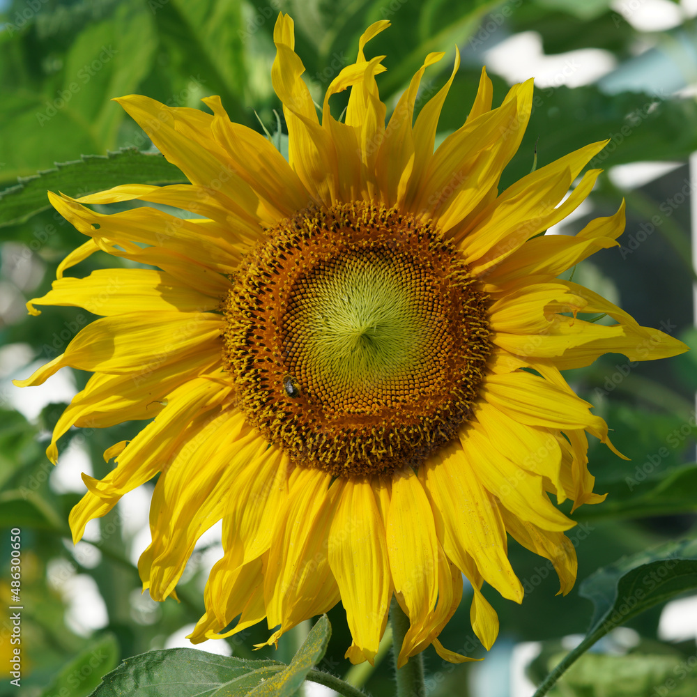 Obraz premium Sunflower with bee