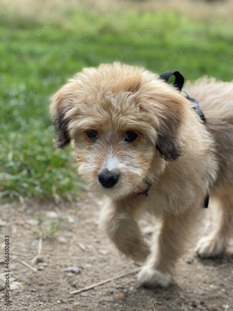 Aussiedoodle - Aussiepoo