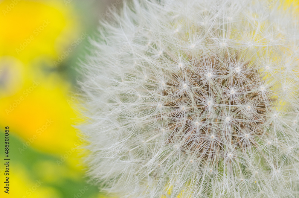 Fototapeta premium タンポポのクローズアップ