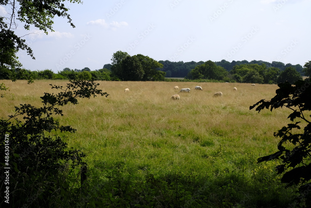estate countryside green fields english england lzndscape