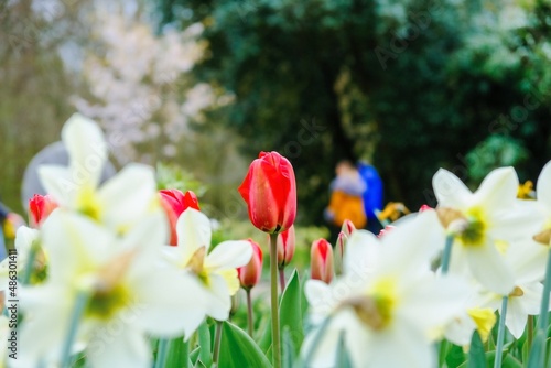Fototapeta Naklejka Na Ścianę i Meble -  white and red tulips
