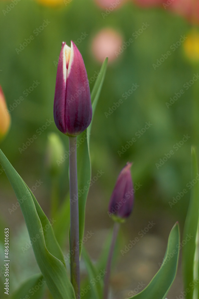 Beautiful tulips in spring in the garden. Beauty of nature. Spring, youth, growth concept. Beautiful tulips in spring in the garden. Beauty of nature. Spring, youth, growth concept.