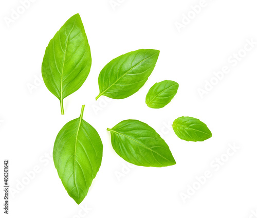 Sweet basil leaves isolated on white background