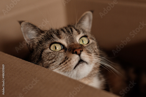 cat with green eyes lies in a cardboard box on the floor. High quality photo