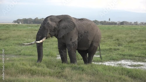 Wallpaper Mural Wildlife. Elephants. African Elephants herd feeding. Family of Elephants on the Move. Wildlife in savanna, Kenya, Africa. Torontodigital.ca
