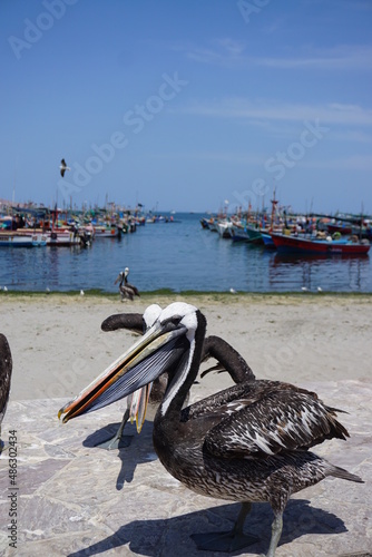 Pelicano Paracas