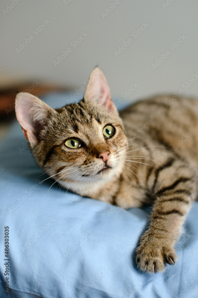 Portrait of a grey cat with stripes laying on a sofa Portrait of a grey cat with stripes laying on a sofa