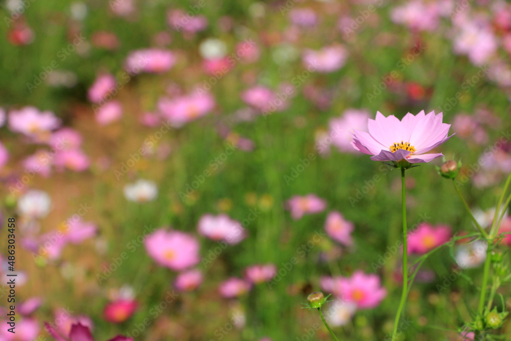 One bright pink white cosmos flowers with green leaves and buds in garden. Floral summer or spring background or greeting card, selective focus, blurred backdrop, space for text. Bee on flower One bright pink white cosmos flowers with green leaves and buds in garden. Floral summer or spring background or greeting card, selective focus, blurred backdrop, space for text. Bee on flower