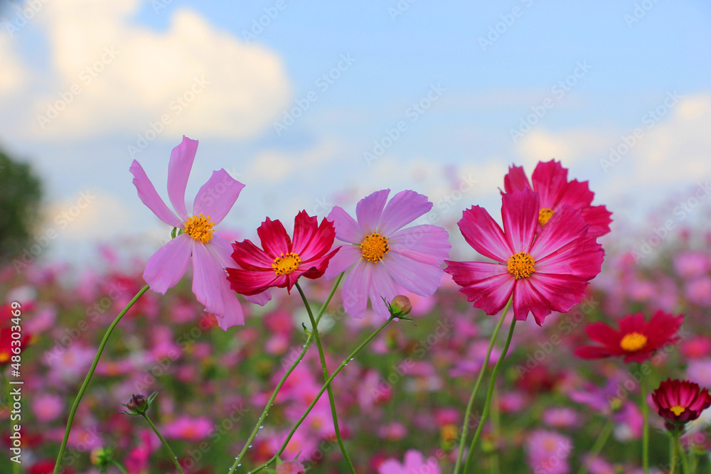 Border of pink cosmos flower in cosmos field in garden with blurry background and soft sunlight for horizontal floral poster. Close up flowers blooming on softness style in spring summer under sunrise Border of pink cosmos flower in cosmos field in garden with blurry background and soft sunlight for horizontal floral poster. Close up flowers blooming on softness style in spring summer under sunrise