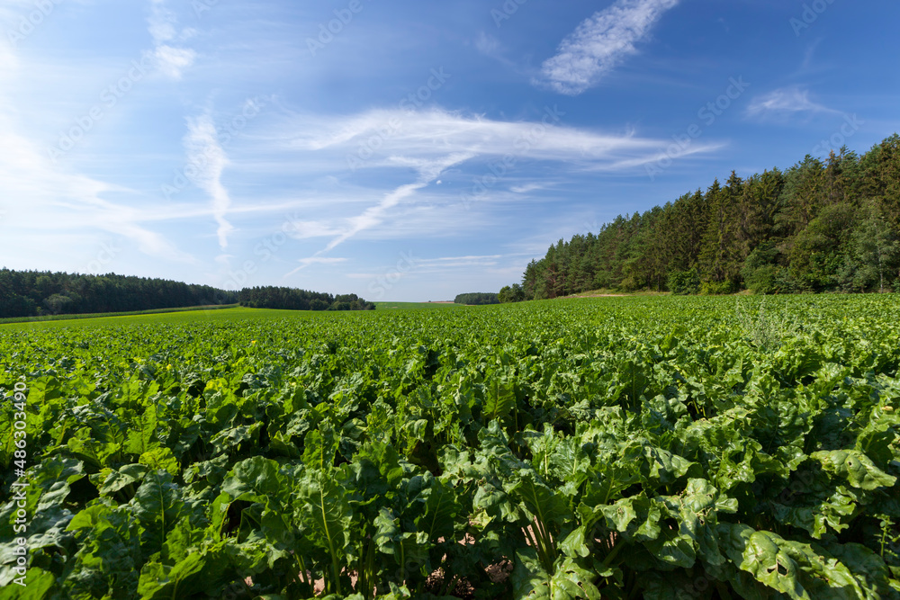 agricultural field with green beet tops