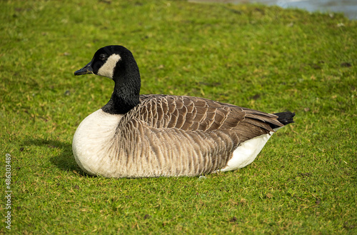 A black and white Canada Goose resting on a grassy bank on a sunny day