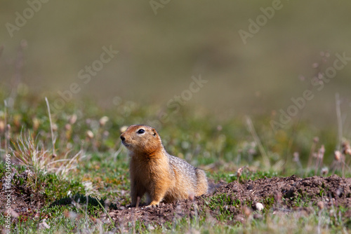Canadian ground squirrel, Richardson ground squirrel or siksik in Inuktitut, stretching and looking around the arctic tundra