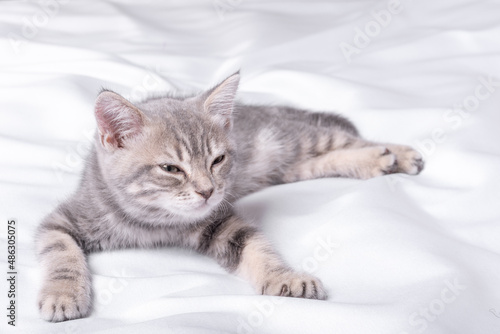 A cute gray little one crawls out of a white blanket. The concept of adorable little pets. Greeting card background with little charming kitten