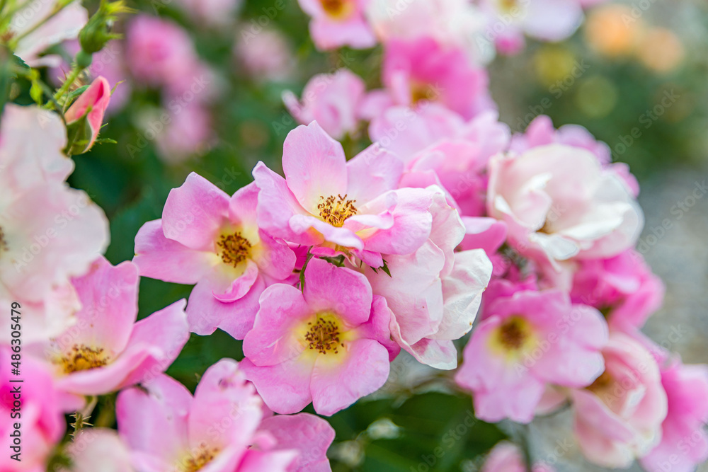 Fototapeta premium creative