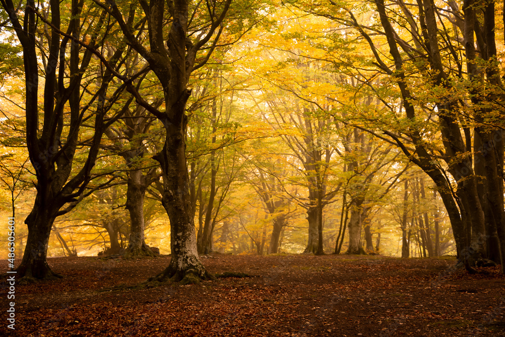 Fototapeta premium Autumn forest lanscape with colorful trees and plants